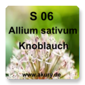 S 06 - Garlic / Allium sativum
