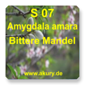 S 07 - Bitter almond / Amygdala amara