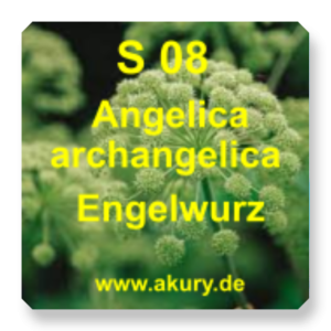 S 08 - Angelica / Angelica archangelica