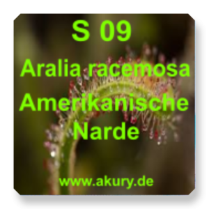 S 09 - American nard / Aralia racemosa