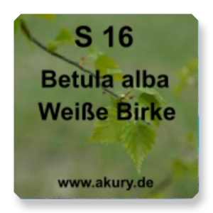 S 16 - Betula alba (White birch)