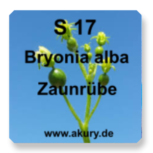 S 17 - Bryonia alba (Fence beet)