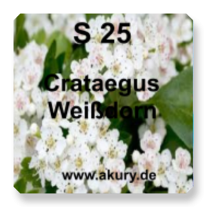 S 25 - Hawthorn / Crataegus