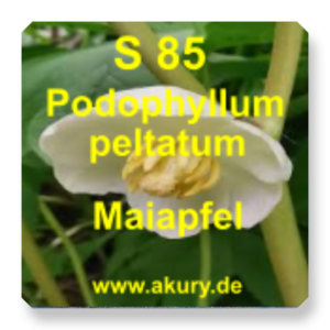 S 85 - May apple/Podophyllum peltatum