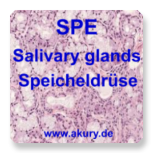 SPE Salivary glands