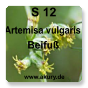 S 12 - Artemisa vulgaris/Beifuß