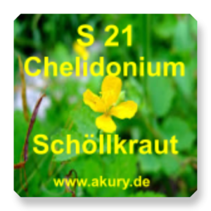 S 21 - Chelidonium majus / Schöllkraut