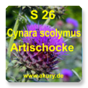 S 26 -  Cynara scolymus / Artischocke