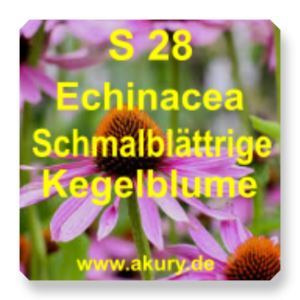 S 28 - Echinacea / Sonnenhut