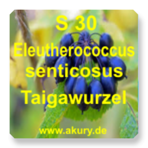 S 30 - Eleutherococcus / Ginseng, Taigawurzel