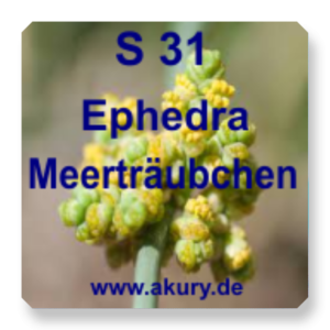 S 31 - Ephedra / Meerträubchen