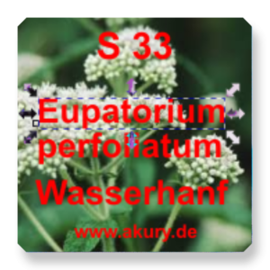 S 33 - Eupatorium perfoliatum / Wasserhanf