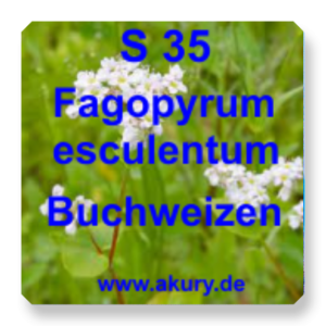 S 35 - Fagopyrum esculentum / Buchweizen