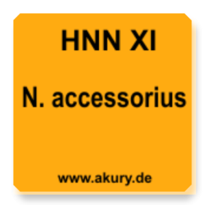 HNN XI N. accessorius