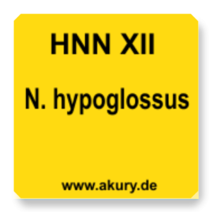 HNN XII N.hypoglossus