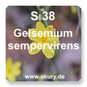 S 38 Gelsemium sempervirens (Wild Jasmine)