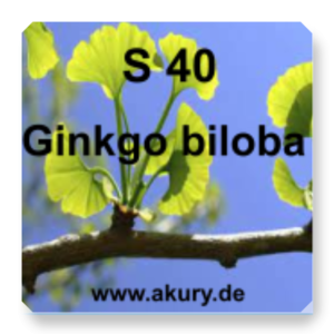S 40 Ginkgo bilboa (Ginkgo tree)