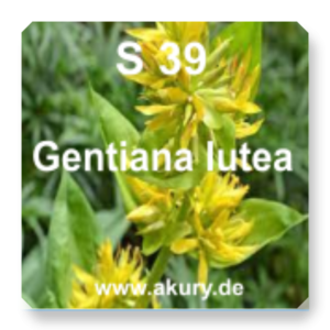 S 39 Gentiana lutea (Enzian)