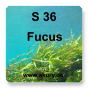 S 36 Fucus (bladder wrack)