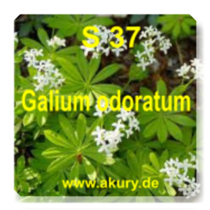S 37 Galium odoratum (Waldmeister)