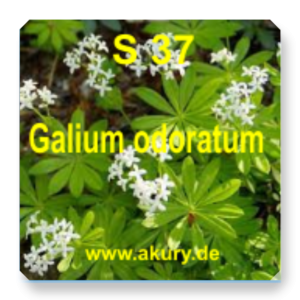 S 37 Galium odoratum (woodruff)