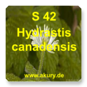 S 42 Hydrastis canadensis (Kanadische Gelbwurz)