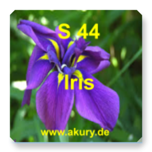 S 44 Iris (Schwertlilie)