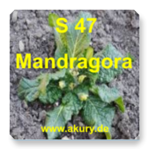 S 47 Mandragora (Alraune)