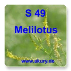 S 49 Melilotus (sweet clover)