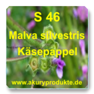  S 46 Malva silvestris (Käsepappel)