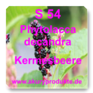 S 54 Phytolacca decandra (Kermesbeere)