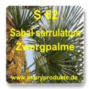 S 62 Sabal serrulatum (Zwergpalme / Sägepalme)