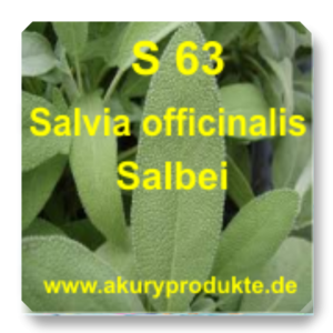 S 63 Salvia officinalis (Salbei)