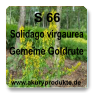 S 66 Solidago virgaurea (Gemeine Goldrute / Echte Goldrute)