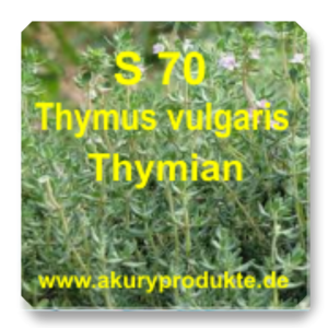 S 70 Thymus vulgaris (Thymian / Echter Thymian)